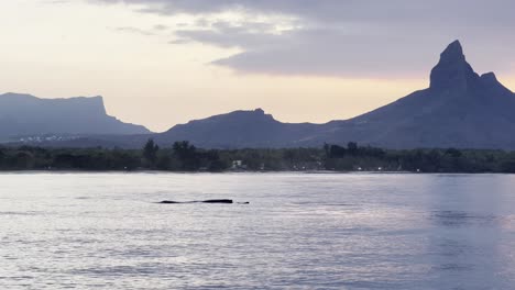un bebé ballena jorobada sigue a su madre en la superficie del agua para respirar bajo el cielo de color naranja y el fondo de la montaña