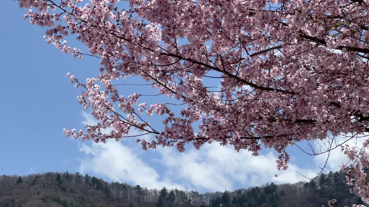 Stunning full blooming branch of Sakura cherry blossom tree against blue sky