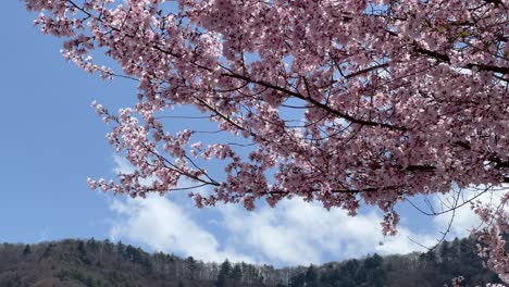 stunning full blooming branch of sakura cherry blossom tree against blue sky