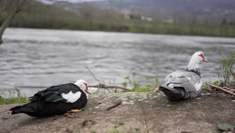 patos muscosos que se aciñan en la tranquila orilla del río