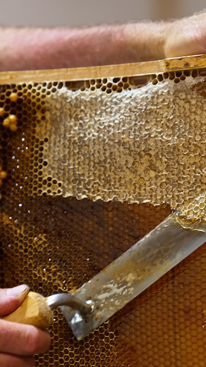 Electric knife cutting off the tops of cells. Fresh honey dripping from uncovered honeycombs. Close up. Vertical video