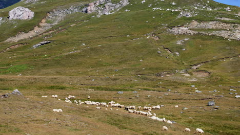 Sheep on a summer hillside. Flock of sheep grazes across a lush mountain landscape under a clear sky, during a warm summer day