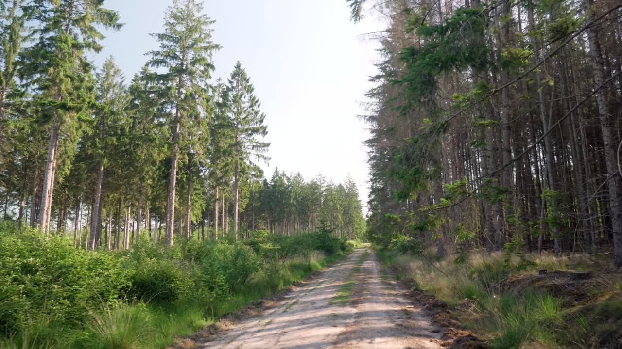 cammino boschivo attraverso i pini