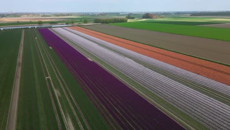 Campo-De-Tulipanes-Verdes,-Morados,-Blancos-Y-Naranjas