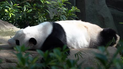 panda perezoso ailuropoda melanoleuca acostado en el