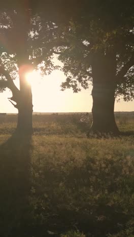 two oak trees in a field at sunset