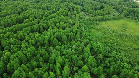 aerial view of green forest trees