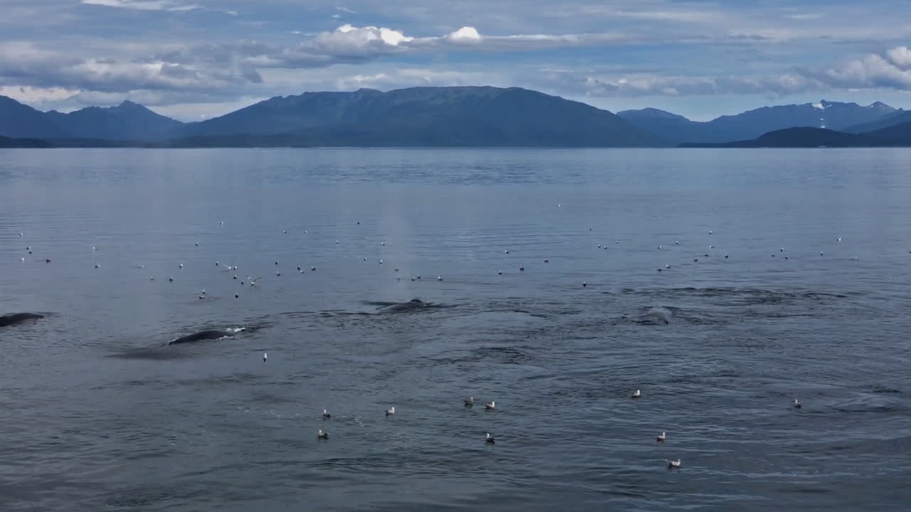 알래스카 남동부 혹등고래 꼬투리 분출 및 흡충 다이빙