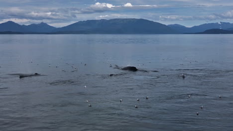 Sureste-De-Alaska,-Manada-De-Ballenas-Jorobadas,-Brotando-Y-Buceando-Con-Aletas