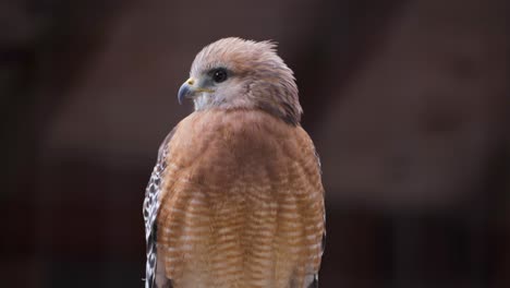 brown hawk perched indoors with a sharp beak and fluffed feathers, facing sideways in low light