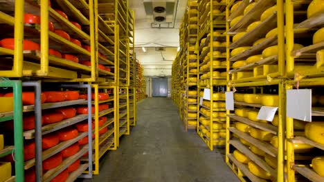 yellow and orange cheese wheels on double-sided racks at a warehouse. 4k.