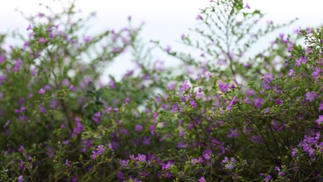 flores púrpuras balanceándose suavemente en el viento