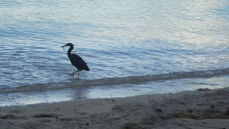 pacific reef heron hunting and catching two fish in shallow water on beach, fiji
