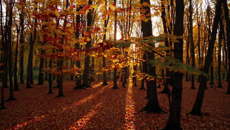 vibrant autumn forest with sunrays