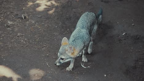 South-American-Gray-Foxes-Endemic-In-South-America