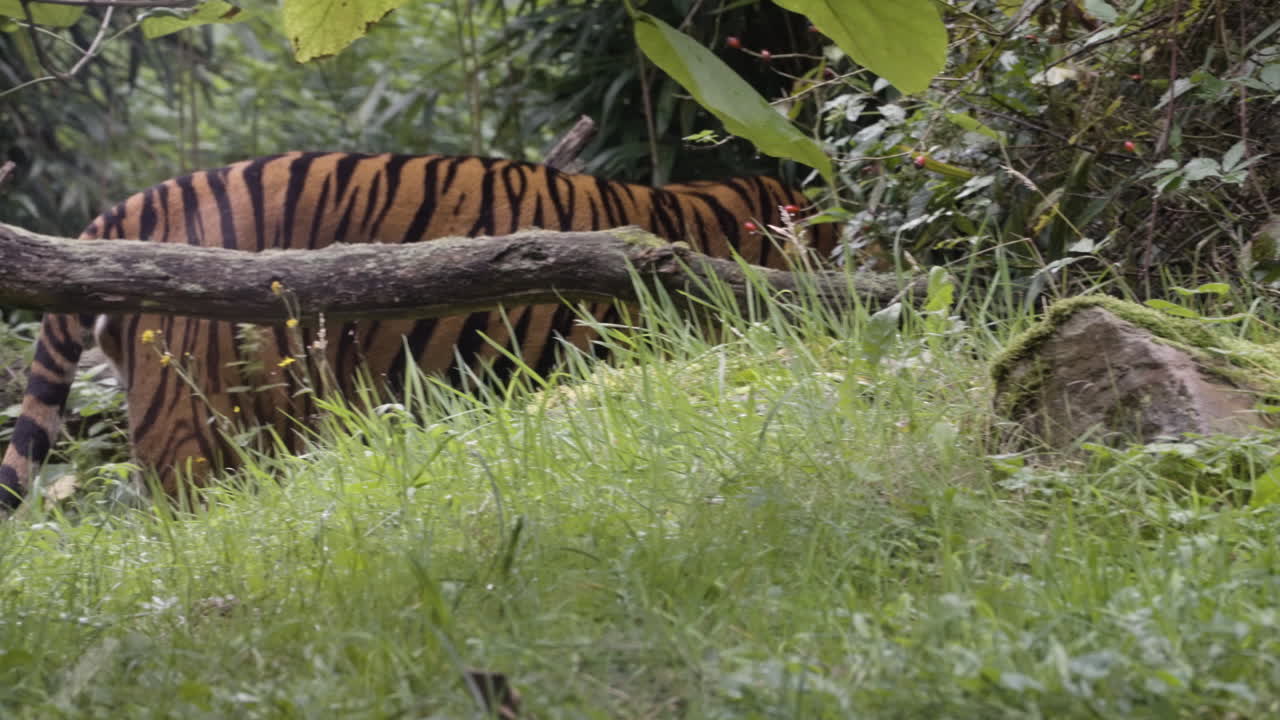 Powerful tiger roaming through jungle, back view