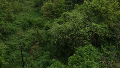 Toma-Aérea-De-Pilares-Y-Cables-Eléctricos-En-Un-Bosque