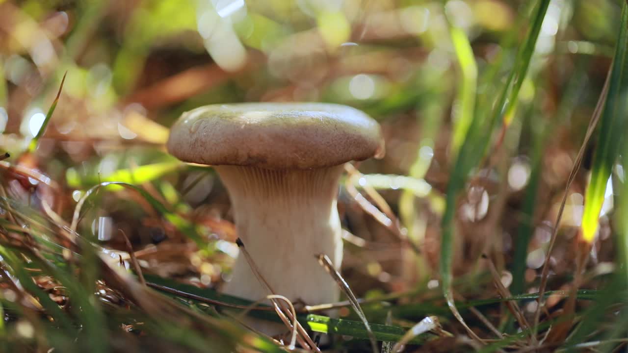 Mushroom Boletus In a Sunny forest.