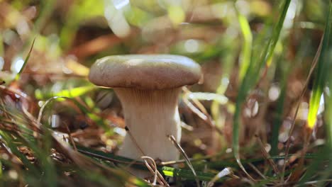 mushroom boletus in a sunny forest.