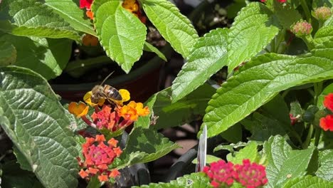 la abeja de la miel polinizando las coloridas flores del algodón