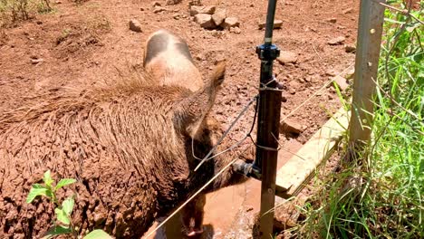 un cerdo se balancea felizmente en un recinto fangoso.