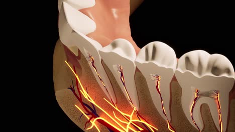 diente - modelo de detalle - animación de modelo 3d en un fondo negro. nervios, diente cortado, arterias.