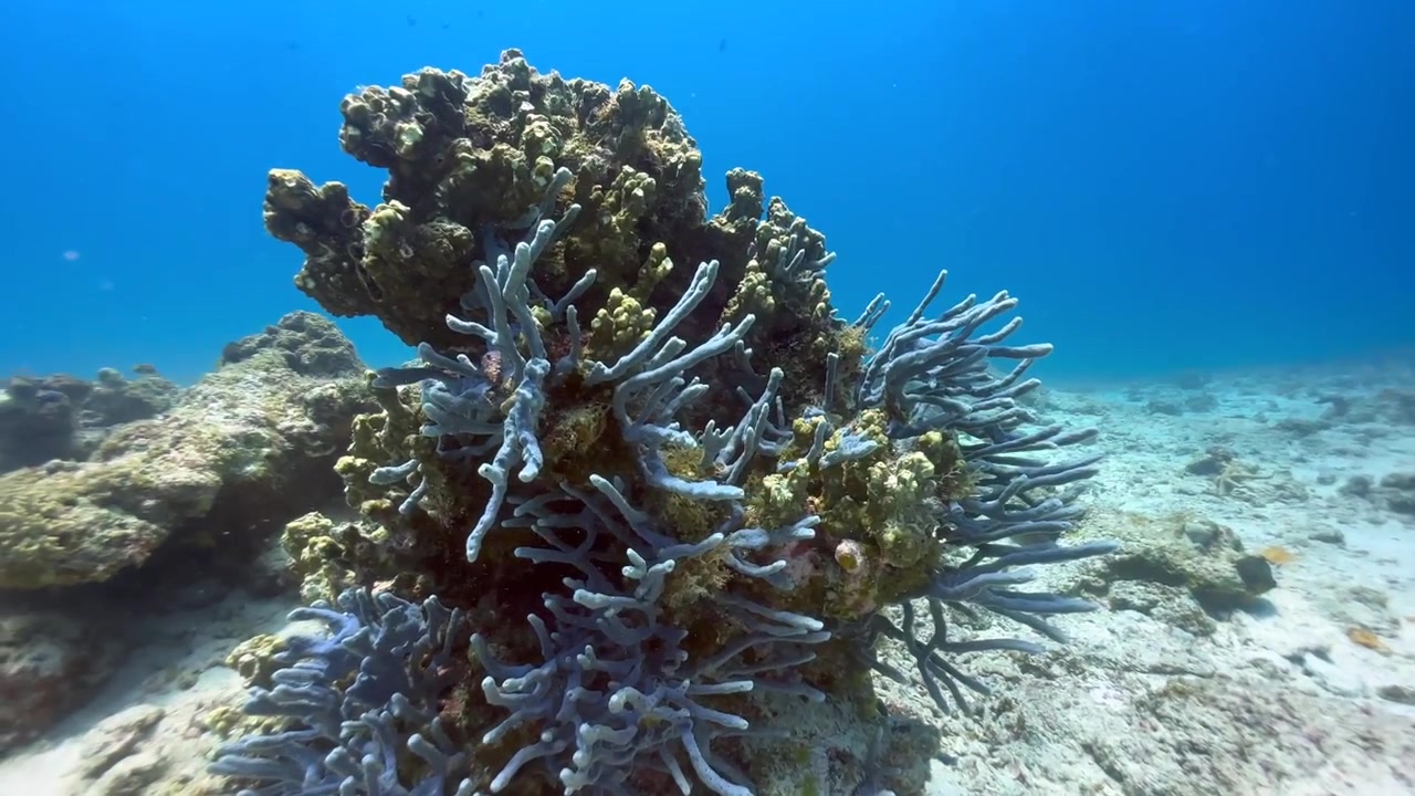 Ripresa subacquea di una barriera corallina con coralli blu vicino all'isola di Mnemba. Zanzibar, Tanzania.