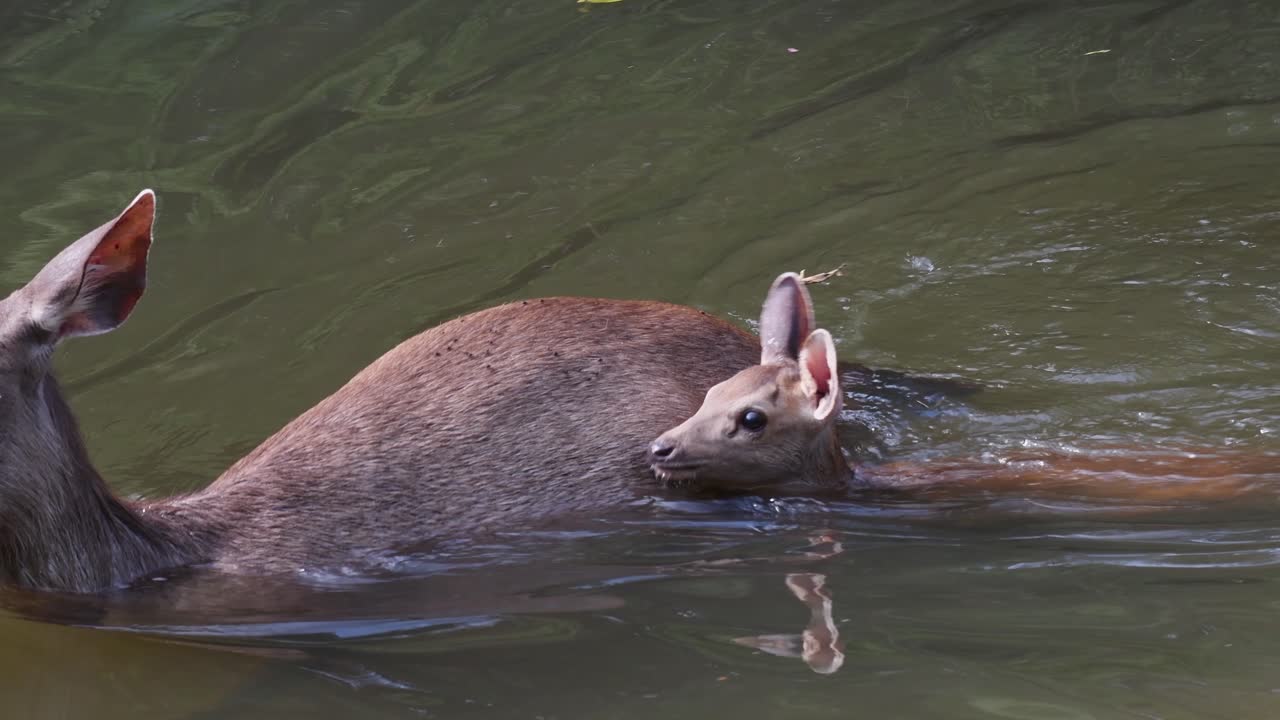 sambar fawn nadando, rusa unicolor