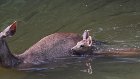 Sambar-Fawn-Swimming,-Rusa-unicolor