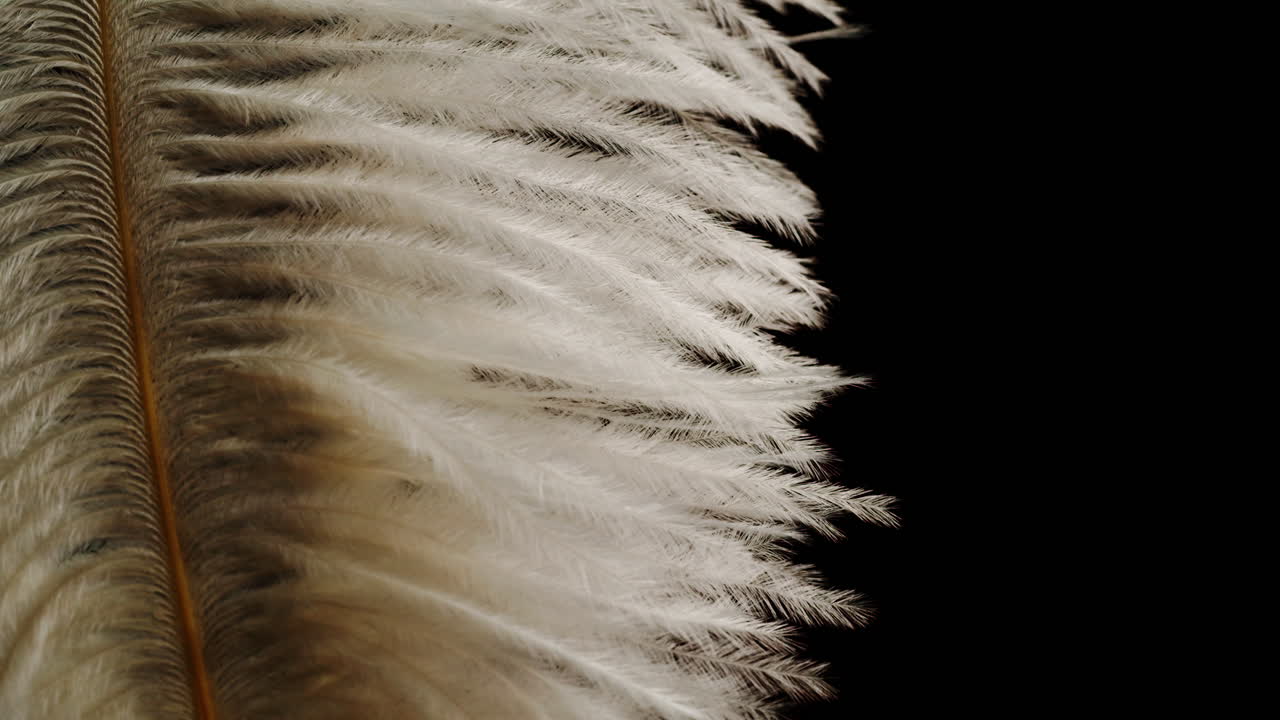 Close-up of an Ostrich Feather