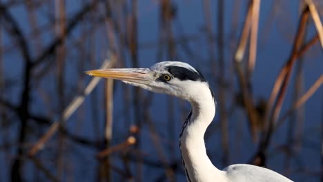 observing a stork amidst reeds and water