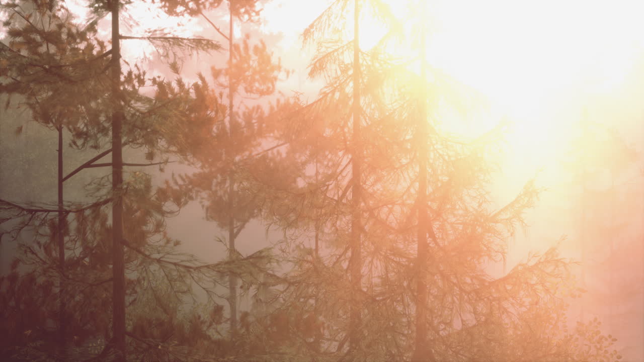 숲 속 의 안개 를 통해 해가 뜨는 것