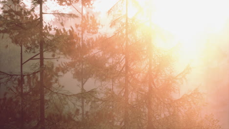 sunrise through the fog in a forest