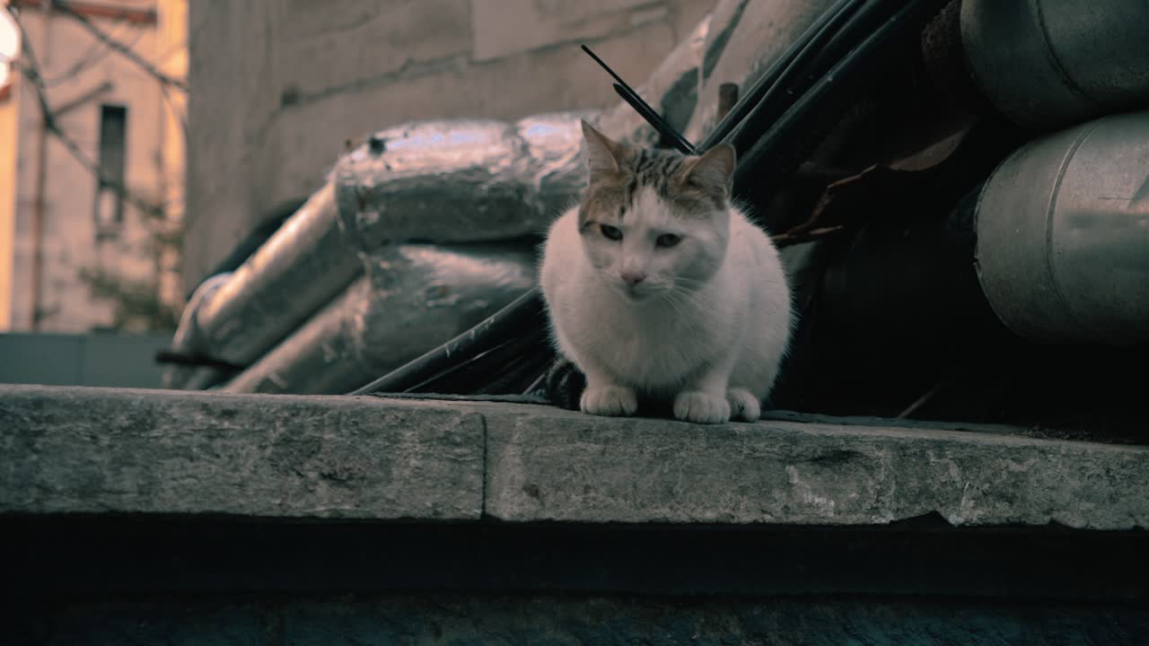 Gato de rua descansando em um telhado em Istambul, cena urbana tranquila.