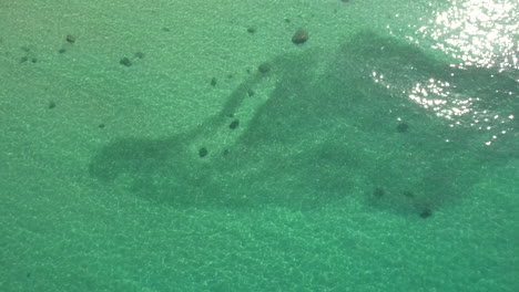 Drone-footage-of-roosterfish-moving-through-bait-in-clear-green-emerald-waters