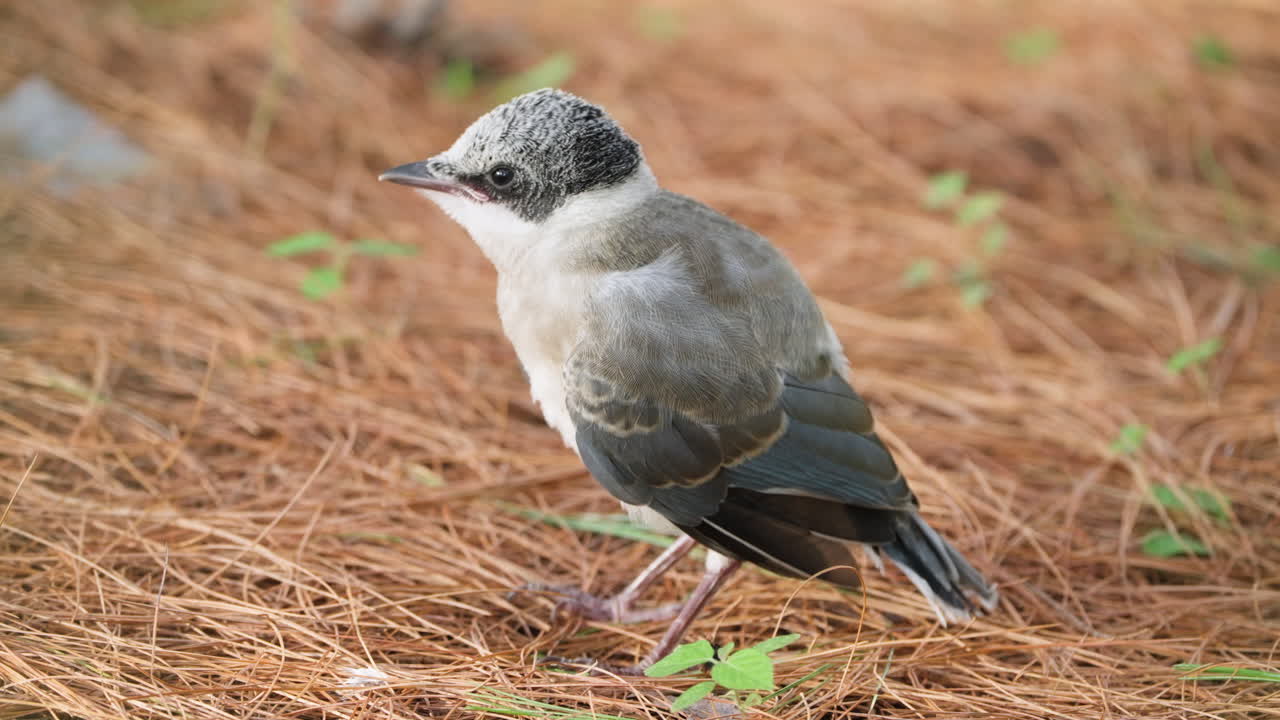 голубокрылый сорок гнездящаяся птица крупный план размахивания крыльями предупрежден