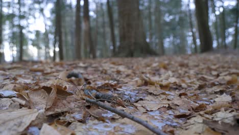 close-up of dead leaves and ice panning through a forest in winter