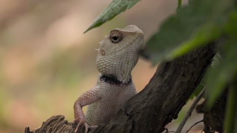 Lagarto-De-Jardín-Indio-Mirando-Vista-De-Cerca