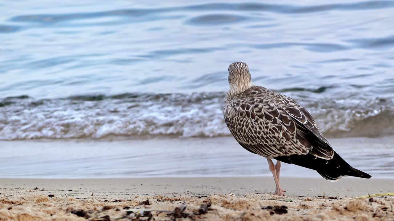 A seagull looking around at the beach with the waves on the background