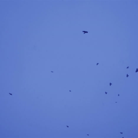 flock of birds in the evening. black birds against the sky.
