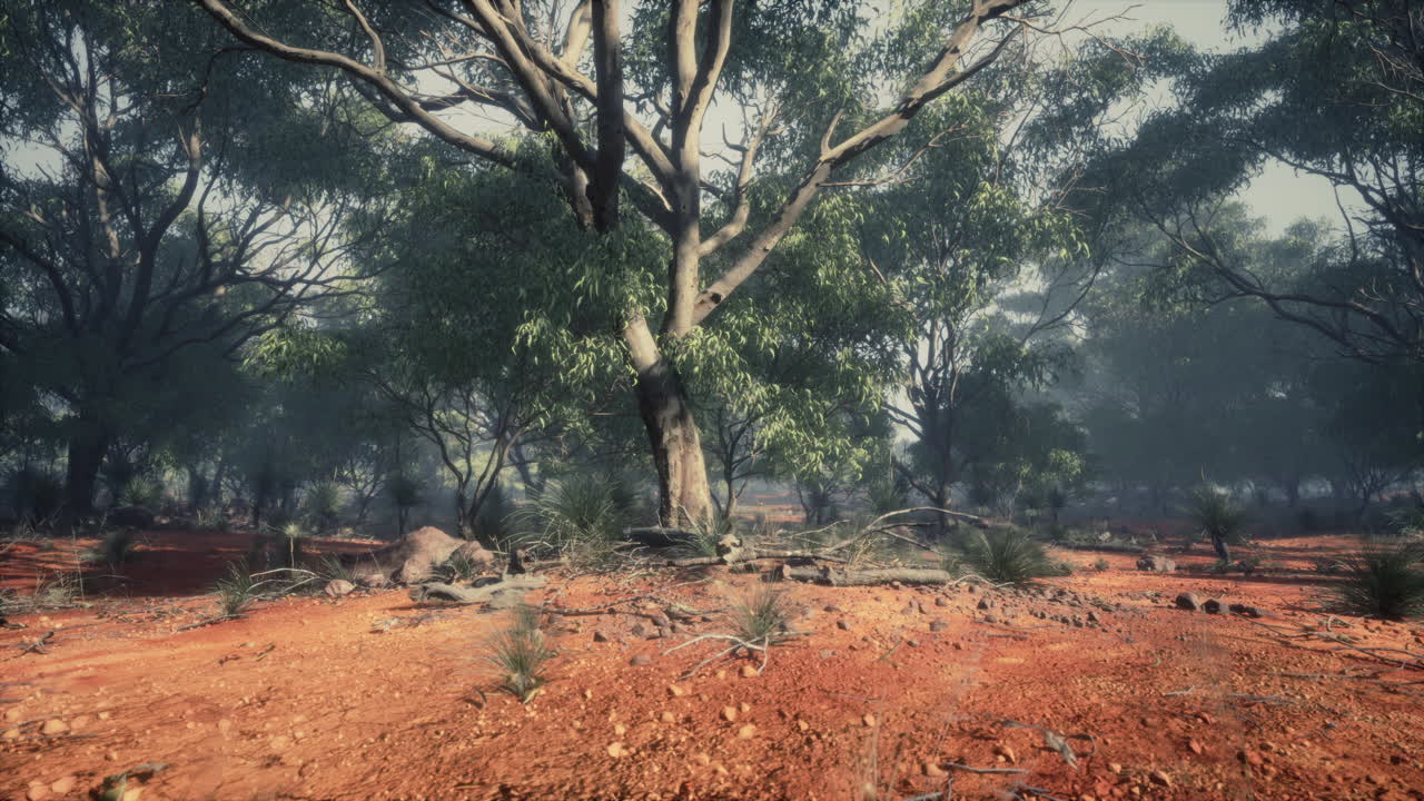 el interior de australia con árboles y arena amarilla