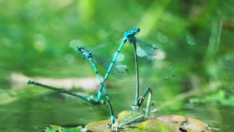 Video-Von-Einigen-Der-Blauen-Nadellibellen,-Die-über-Das-Wasser-Fliegen