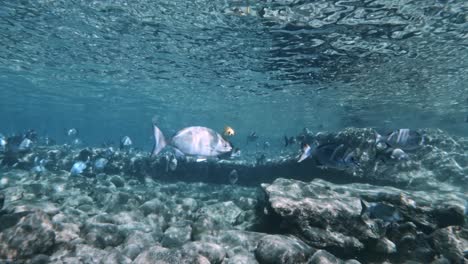 una gran escuela de chub latón nadando en el mar con un rayo de sol