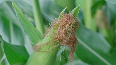 corn silk on stalks of maize, ready for harvest in cornfield farm