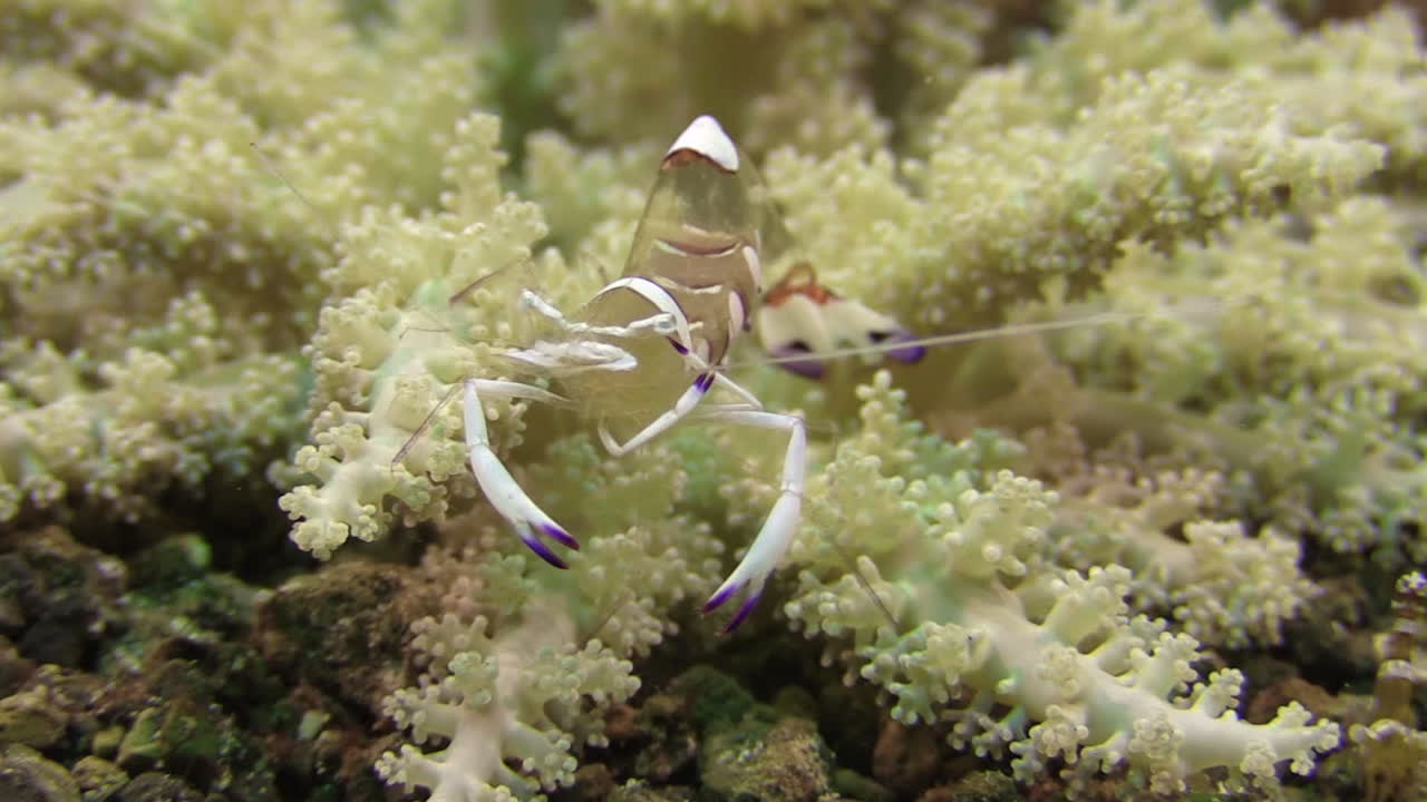 흰 나뭇가지가 있는 작고 아름다운 아네모네에서 먹이를 먹는 장엄한 아네모네 새우, 전체 새우를 보여주는 클로즈업 샷