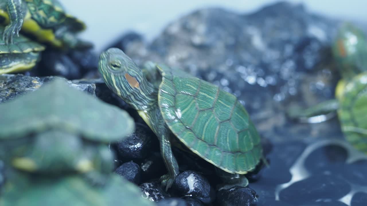 Group of Red-eared Slider Turtles