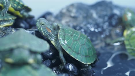 group of red-eared slider turtles