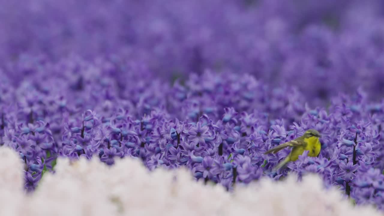 Uccello giallo tra i giacinti viola