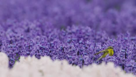 yellow bird among purple hyacinths