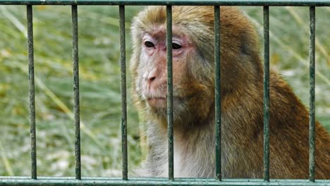 macaco rhesus sentado en una jaula y masticando su comida